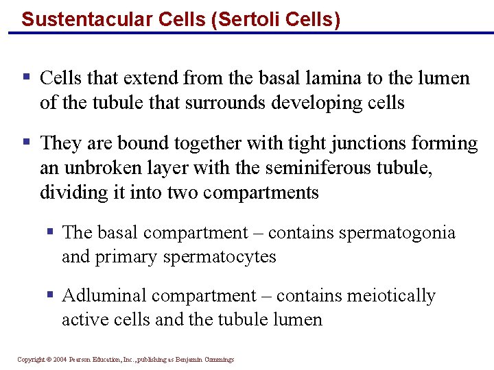 Sustentacular Cells (Sertoli Cells) § Cells that extend from the basal lamina to the