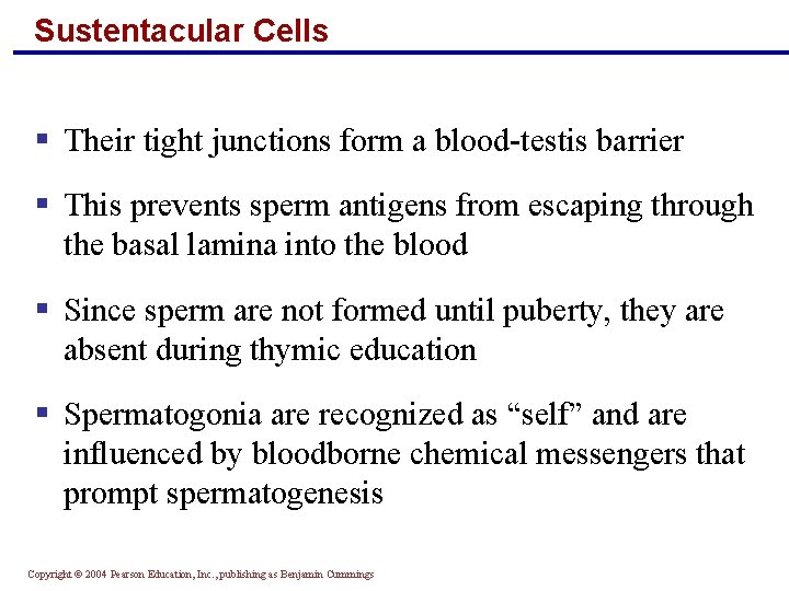 Sustentacular Cells § Their tight junctions form a blood-testis barrier § This prevents sperm
