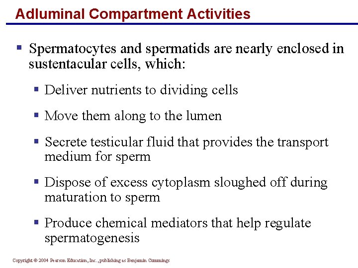 Adluminal Compartment Activities § Spermatocytes and spermatids are nearly enclosed in sustentacular cells, which: