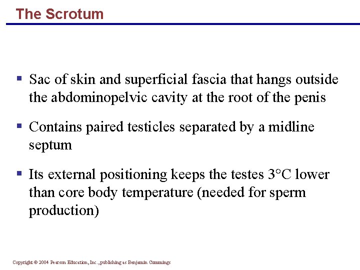 The Scrotum § Sac of skin and superficial fascia that hangs outside the abdominopelvic
