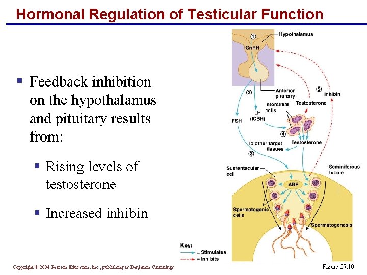 Hormonal Regulation of Testicular Function § Feedback inhibition on the hypothalamus and pituitary results