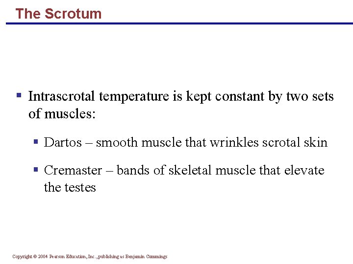 The Scrotum § Intrascrotal temperature is kept constant by two sets of muscles: §