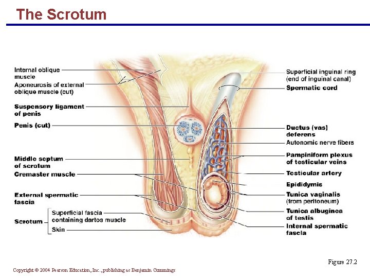 The Scrotum Figure 27. 2 Copyright © 2004 Pearson Education, Inc. , publishing as