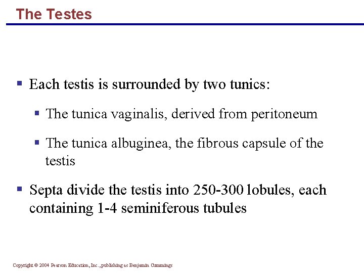 The Testes § Each testis is surrounded by two tunics: § The tunica vaginalis,