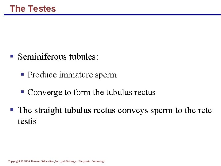 The Testes § Seminiferous tubules: § Produce immature sperm § Converge to form the
