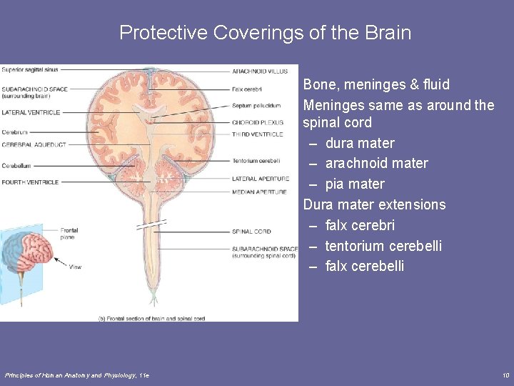 Protective Coverings of the Brain • Bone, meninges & fluid • Meninges same as