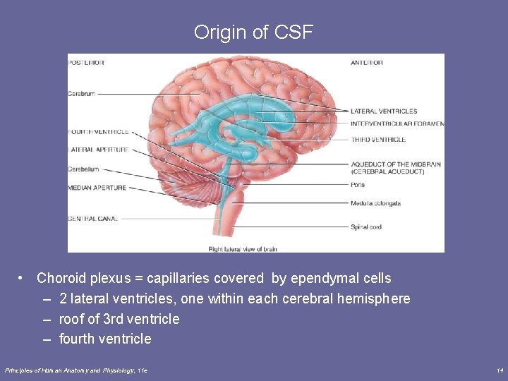 Origin of CSF • Choroid plexus = capillaries covered by ependymal cells – 2