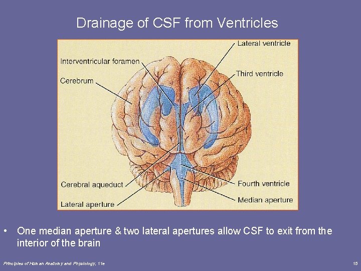 Drainage of CSF from Ventricles • One median aperture & two lateral apertures allow