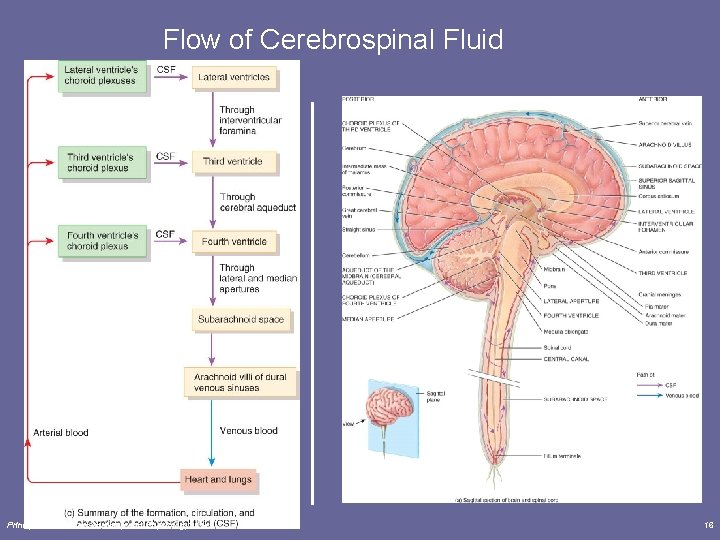 Flow of Cerebrospinal Fluid Principles of Human Anatomy and Physiology, 11 e 16 