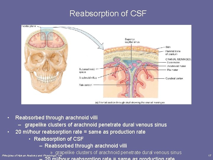 Reabsorption of CSF • • Reabsorbed through arachnoid villi – grapelike clusters of arachnoid