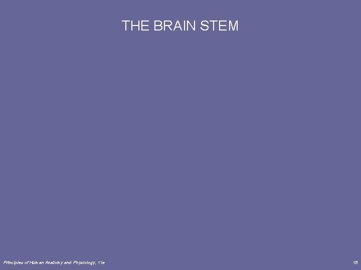 THE BRAIN STEM Principles of Human Anatomy and Physiology, 11 e 19 