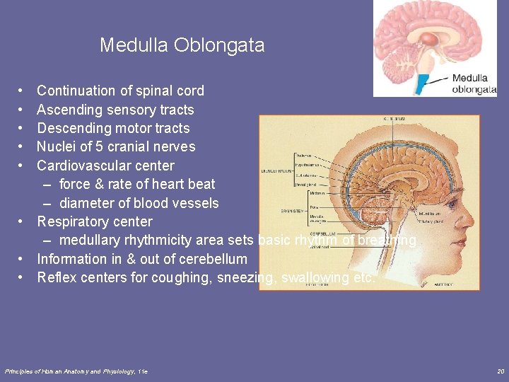 Medulla Oblongata • • • Continuation of spinal cord Ascending sensory tracts Descending motor