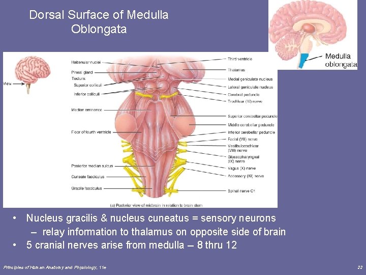 Dorsal Surface of Medulla Oblongata • Nucleus gracilis & nucleus cuneatus = sensory neurons