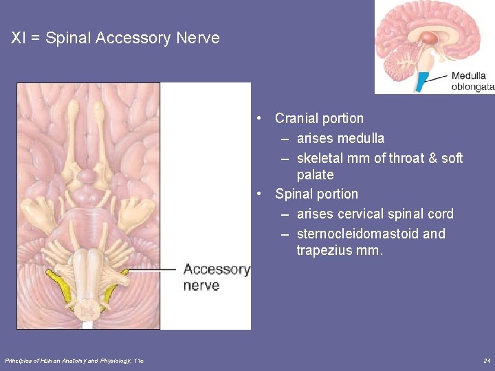 XI = Spinal Accessory Nerve • Cranial portion – arises medulla – skeletal mm