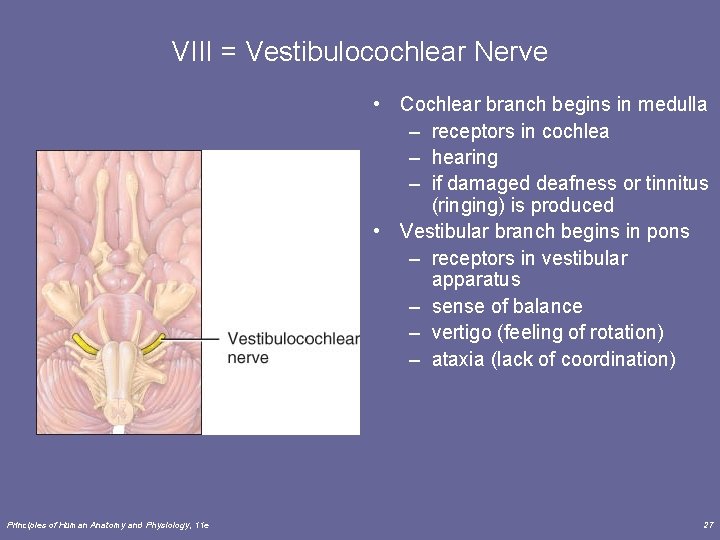VIII = Vestibulocochlear Nerve • Cochlear branch begins in medulla – receptors in cochlea
