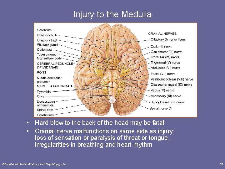 Injury to the Medulla • Hard blow to the back of the head may
