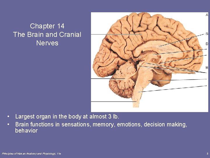 Chapter 14 The Brain and Cranial Nerves • Largest organ in the body at