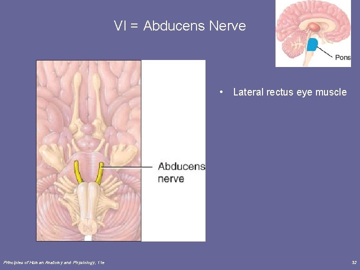 VI = Abducens Nerve • Lateral rectus eye muscle Principles of Human Anatomy and