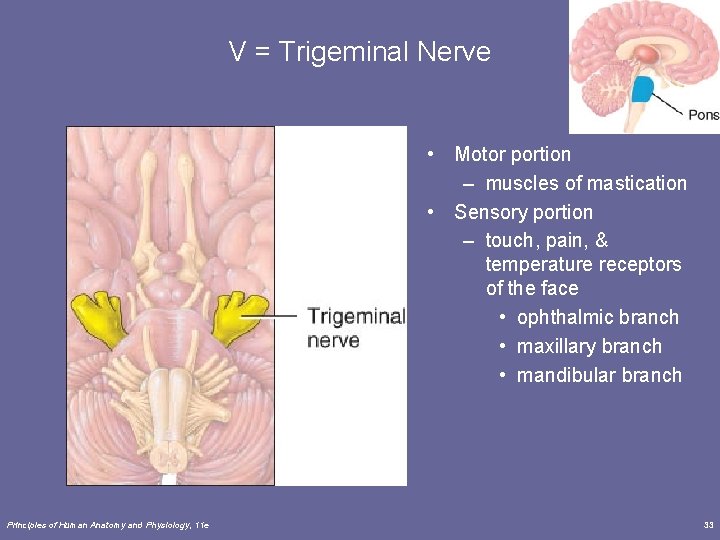 V = Trigeminal Nerve • Motor portion – muscles of mastication • Sensory portion