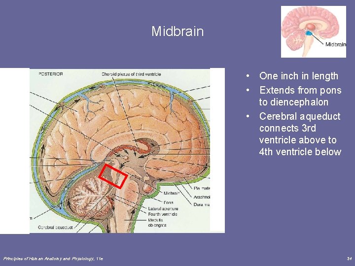 Midbrain • One inch in length • Extends from pons to diencephalon • Cerebral