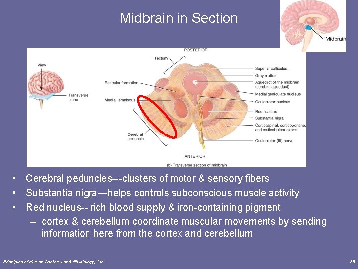 Midbrain in Section • Cerebral peduncles---clusters of motor & sensory fibers • Substantia nigra---helps