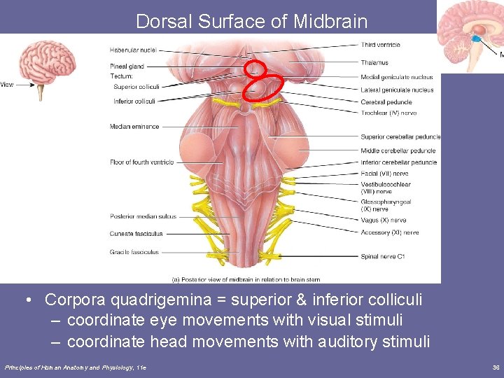 Dorsal Surface of Midbrain • Corpora quadrigemina = superior & inferior colliculi – coordinate