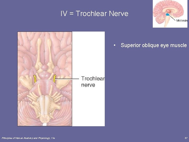IV = Trochlear Nerve • Superior oblique eye muscle Principles of Human Anatomy and
