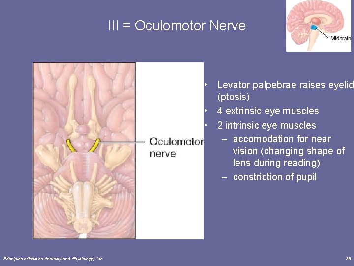 III = Oculomotor Nerve • Levator palpebrae raises eyelid (ptosis) • 4 extrinsic eye