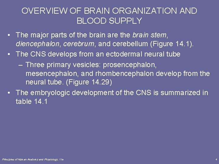 OVERVIEW OF BRAIN ORGANIZATION AND BLOOD SUPPLY • The major parts of the brain