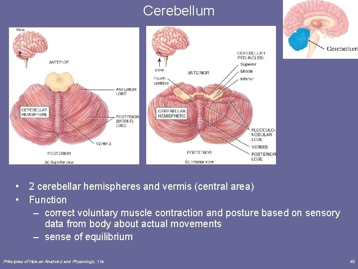 Cerebellum • 2 cerebellar hemispheres and vermis (central area) • Function – correct voluntary