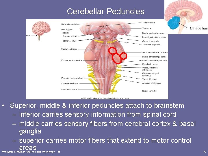 Cerebellar Peduncles • Superior, middle & inferior peduncles attach to brainstem – inferior carries