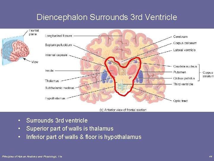 Diencephalon Surrounds 3 rd Ventricle • Surrounds 3 rd ventricle • Superior part of