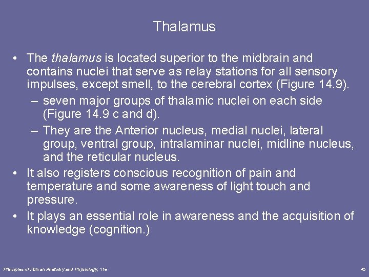 Thalamus • The thalamus is located superior to the midbrain and contains nuclei that