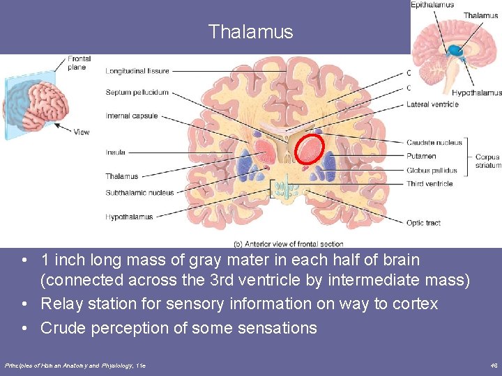Thalamus • 1 inch long mass of gray mater in each half of brain