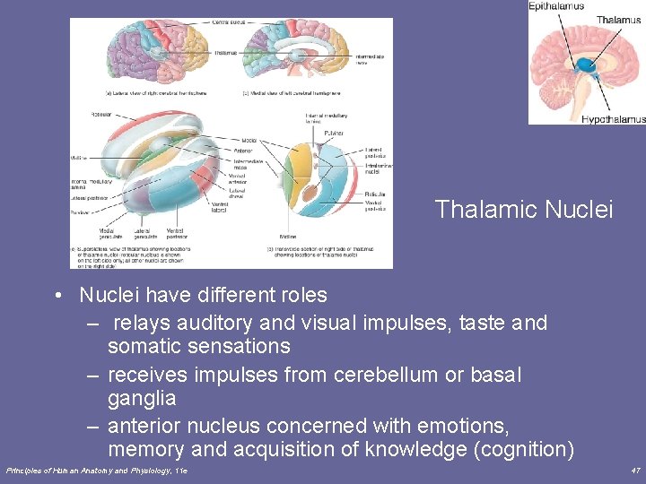 Thalamic Nuclei • Nuclei have different roles – relays auditory and visual impulses, taste