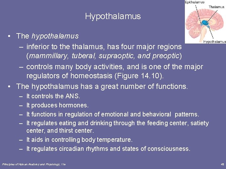 Hypothalamus • The hypothalamus – inferior to the thalamus, has four major regions (mammillary,