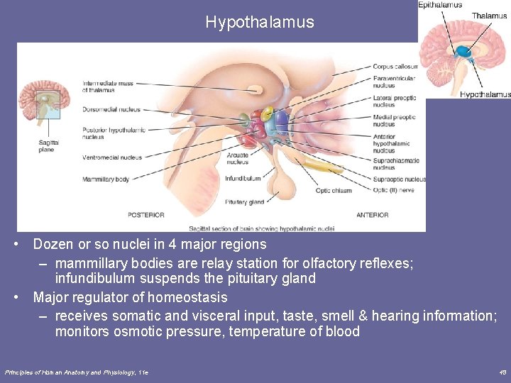 Hypothalamus • Dozen or so nuclei in 4 major regions – mammillary bodies are