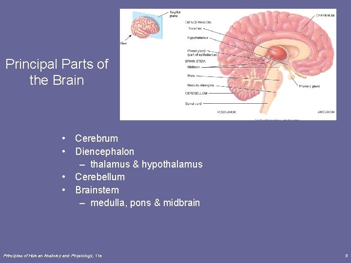 Principal Parts of the Brain • Cerebrum • Diencephalon – thalamus & hypothalamus •