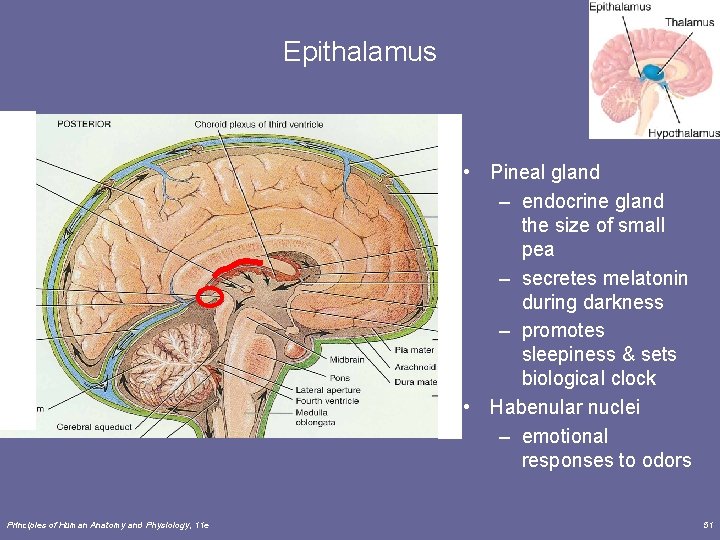 Epithalamus • Pineal gland – endocrine gland the size of small pea – secretes