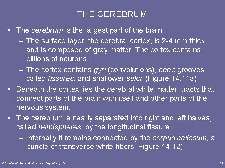 THE CEREBRUM • The cerebrum is the largest part of the brain. – The