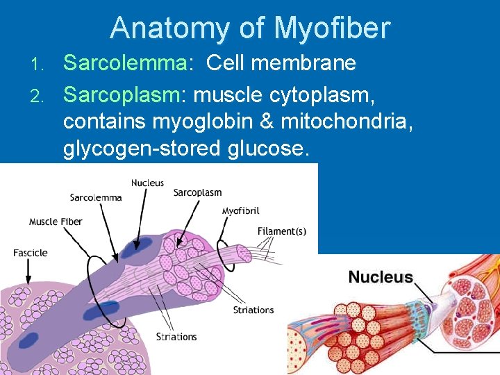 Anatomy of Myofiber Sarcolemma: Cell membrane 2. Sarcoplasm: muscle cytoplasm, contains myoglobin & mitochondria,