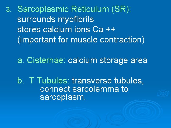 3. Sarcoplasmic Reticulum (SR): surrounds myofibrils stores calcium ions Ca ++ (important for muscle