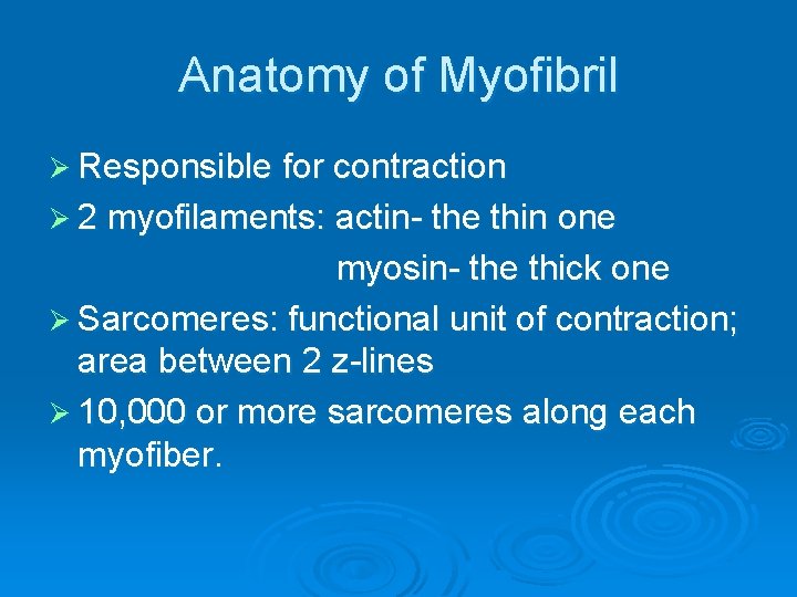 Anatomy of Myofibril Ø Responsible for contraction Ø 2 myofilaments: actin- the thin one