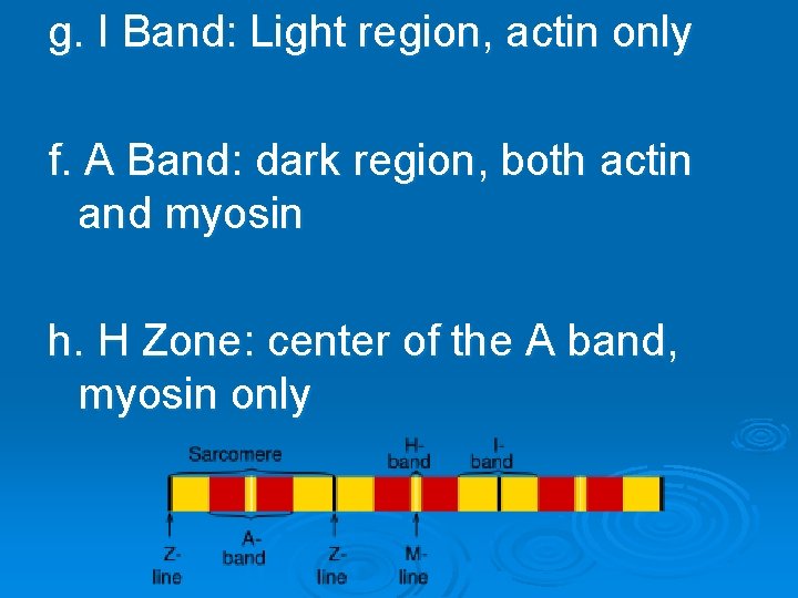 g. I Band: Light region, actin only f. A Band: dark region, both actin