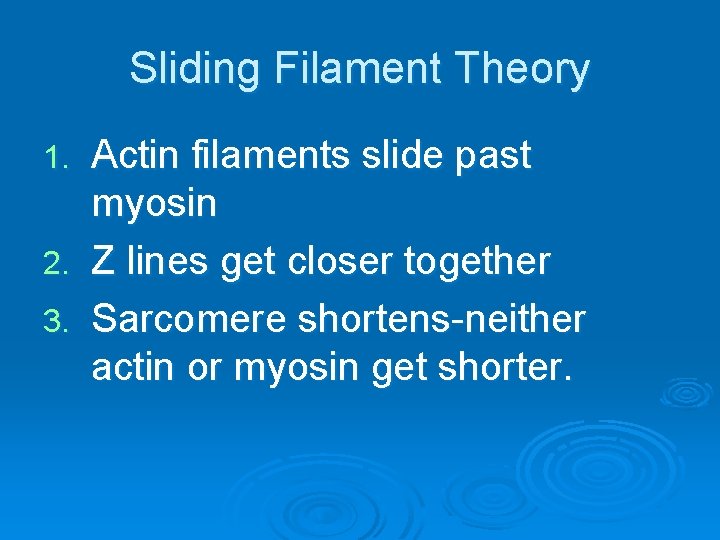 Sliding Filament Theory Actin filaments slide past myosin 2. Z lines get closer together