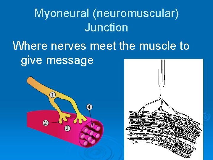 Myoneural (neuromuscular) Junction Where nerves meet the muscle to give message 