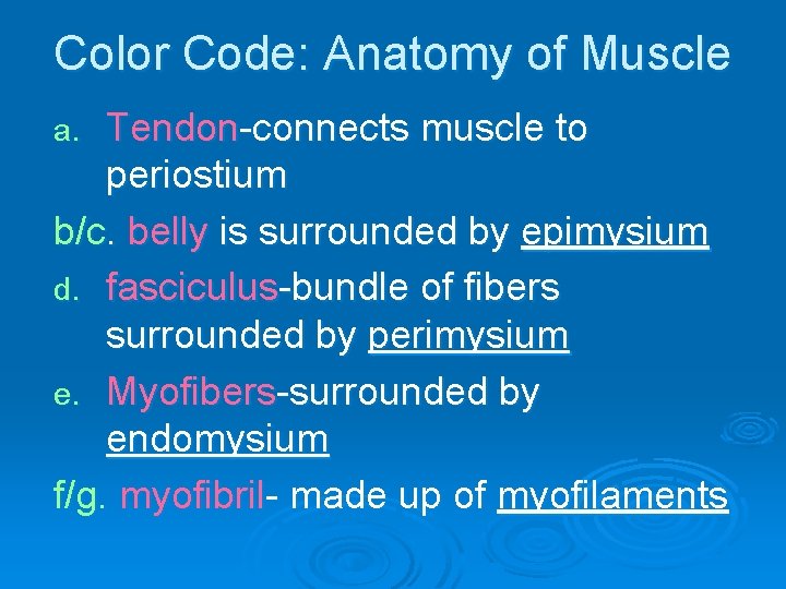 Color Code: Anatomy of Muscle Tendon-connects muscle to periostium b/c. belly is surrounded by