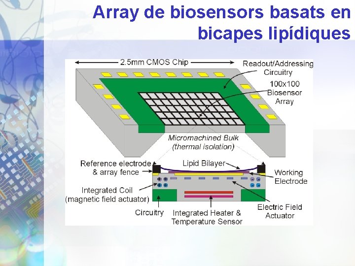 Array de biosensors basats en bicapes lipídiques 