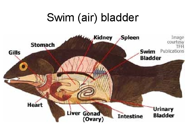 Swim (air) bladder 