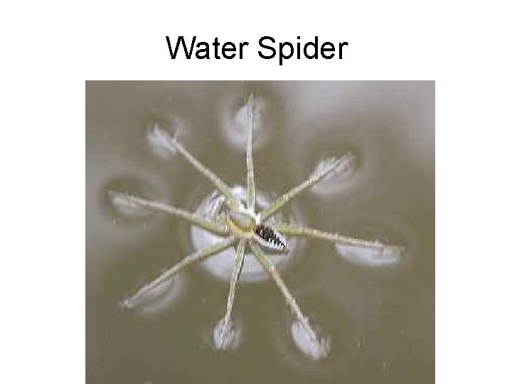 Water Spider 